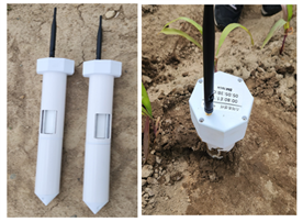 김양래 교수(화학과) 연구팀, 토양 양분 실시간 측정 센서 개발