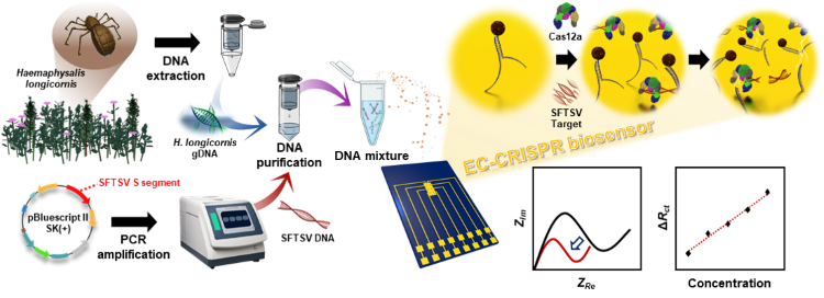 이택 교수(화학공학과) 연구팀 유대현·박현준, 전기화학 CRISPR-Cas12a 기반 SFTSV 검출 바이오센서 개발