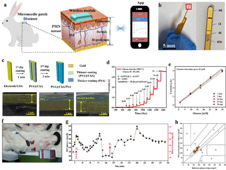 박재영 교수(전자공학과) 연구팀, 마이크로니들 패치 기반 연속혈당모니터링기술 개발