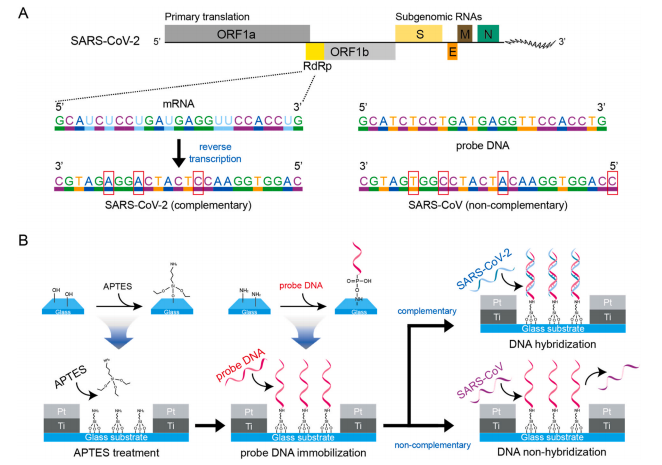 코로나 바이러스의 DNA와 결합하는 ‘탐침DNA’를 사용한 칩 개발도