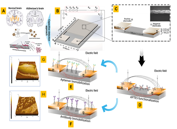 [Picture: Ultra-sensitive biosensor for detecting amyloid beta (Aβ1-42), a biomarker of dementia