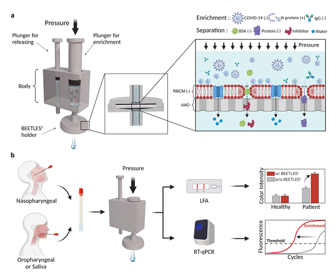 <Picture description> Separation and concentration system using hybrid filter (BEETLES2) and operation principle. By applying this system, immunodiagnosis, molecular diagnosis, and on-site diagnosis are possible, and quick response to new/mutant viruses is possible. By simply using hand pressure, the sensitivity of the PCR level (Ct standard of 35 or more) is secured. The sensitivity and accuracy of low titer/initial patient diagnosis were greatly increased from 14.29% and 41.94% (existing commercialized rapid kit) to 88.1% and 91.9% (BEETLES2 application) through a 3-minute pre-processing process in the field, and new variant infectious diseases is likely to be applied in the future.