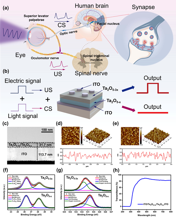 [광전자 멤리스터 특성 (a) 인간 눈 깜빡임 반사 및 그 신경 경로의 개략도. (b) 제안된 장치에서 인간 눈 깜빡임 반사의 장치 구조 및 에뮬레이션의 개략도. (c) Ta2O5-3x/Ta2O5-x /ITO 구조의 단면 TEM 이미지. (d) Ta2O5-3x 및 (e) Ta2O5-x 필름의 AFM 이미지(2.5 × 2.5μm2 스캔 크기). (f) Ta2O5-3x 및 Ta2O5-x 필름의 Ta4f 및 (g) 1s 코어 레벨. (h) ITO/ Ta2O5-3x/Ta2O5-x /ITO 장치의 투과성 스펙트럼.]