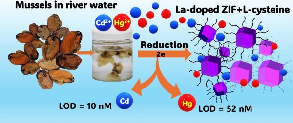 하태준 교수(전자재료공학과) 연구팀, Cd2+와 Hg2+ 중금속 이온의 동시 감지가 가능한 ZIF-67 금속 유기 구조체 기반의 고성능 전기화학 바이오 센서 개발