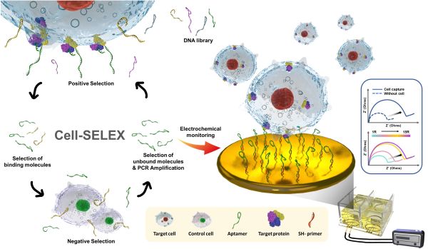 이택 교수(화학공학과) 연구팀, 암 진단을 위한 

전기화학적 cell-SELEX 모니터링 분석 기술 및 바이오센서 개발