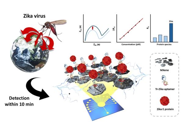지카 바이러스 감지를 위한 고속 전기화학적 바이오센서의 개략도
