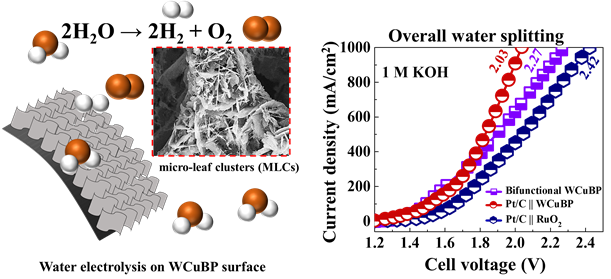 새로운 마이크로 잎 클러스터(MLC) 전기촉매인 WCuBP는 1 M KOH 전해질1,000 mA/cm²의 높은 전류 밀도에서 2.27 V의 낮은 셀 전압을 나타내며 전기화학적 물 분해에서 탁월한 성능을 보였다. 하이브리드 Pt/C || WCuBP 구성은 동일한 전류 밀도에서 2.03 V의 낮은 셀 전압을 보였다. (Journal of Materials Chemistry A 2025)


